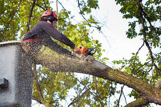 Tree Removal for Businesses in Seneca, MO